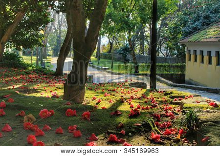Oporto, Portugal- January 6, 2020: Soil With Moss And Pink Camellia Mantle In The Idyllic Crystal Pa