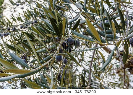 View Of The Uncollected Fruit Of The Plant