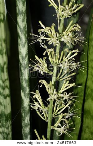 Sansevieria Trifasciata v květu