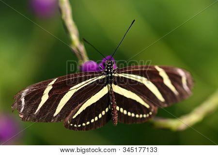 A Zebra Longwing Butterfly With Yellow And Black Stripes On The Wings