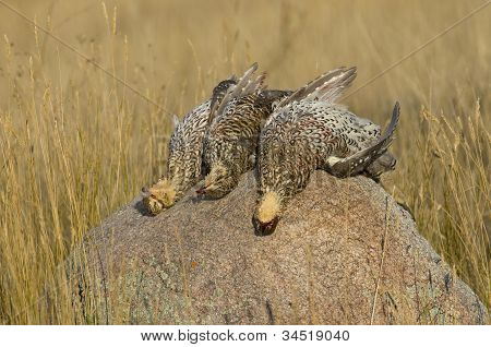 Sharpfin Grouse