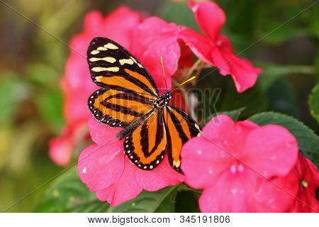 A Tiger Longwing Butterfly On Pink Busy Lizzies