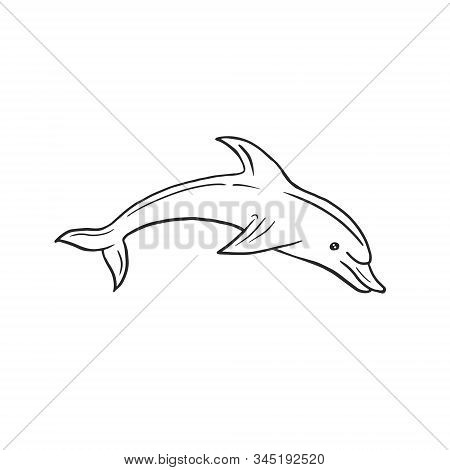 Dolphin. Vector Linear Drawing Of A Dolphin In Doodle Style. Freehand Illustration.
