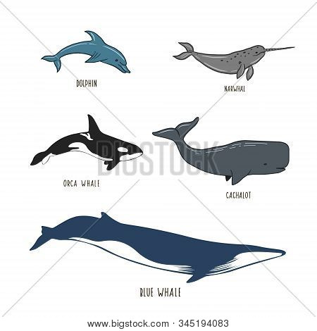 Set Of Sea Animals. Figure Whale, Dolphin, Narwhal, Sperm Whale, Killer Whale. Vector Illustration.
