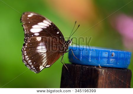 A Common Eggfly Butterfly Drinking Puree From A Feeder