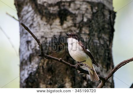 European Pied Flycatcher Male Singing On Branch Of Birch Tree. Cute Black White Common Park Songbird