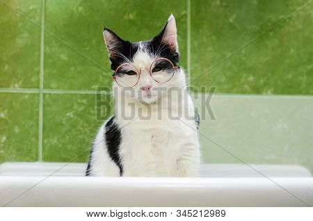 Bicolor Cat With Glasses Sitting In The Sink Judging You