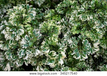 Unique Green And White Leaves Of Ming Aralia 'snowflakes' Plant