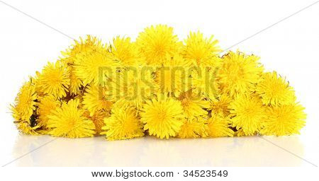 viele Löwenzahn Blumen isoliert auf weiss