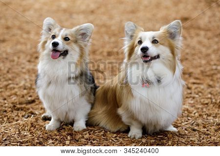 Two Trained Pembroke Welsh Corgi Females Puppies. Off-leash Dog Park In Northern California.