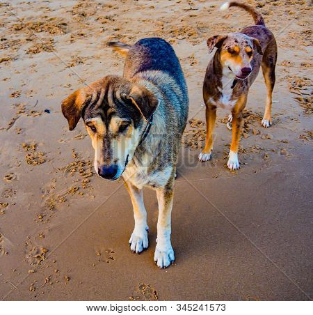 Animals/wildlife, Nature Dog  Sea, Shore, Sightseeing, Silhouette, Sky, State,
