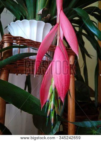 Pink Flower Of Billbergia, Tropical Exotic Plant