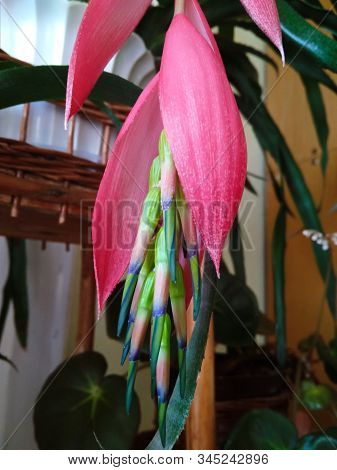 Pink Flower Of Billbergia, Tropical Exotic Plant