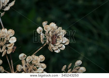 Black Striped Shield Bug On Plant