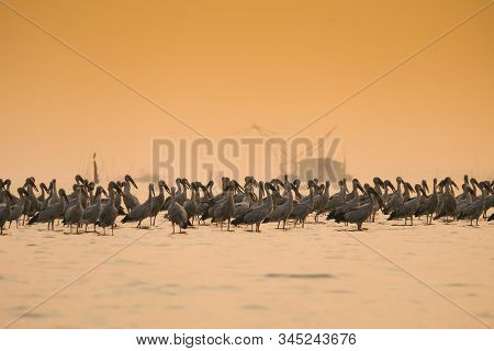 Anastomus Oscitans Large Wading Bird In The Stork Family / Asian Openbill Stork Birds In The Lake