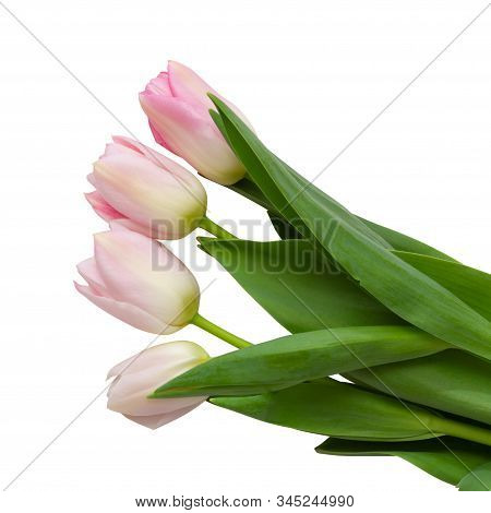 Beautiful White And Pink Tulips (lily Family, Liliaceae) Isolated On White Background, Including Cli