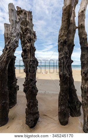 Big Breakwater, 3000 Trunks To Defend The City From The Tides, Plage De L Eventail Beach In Saint-ma