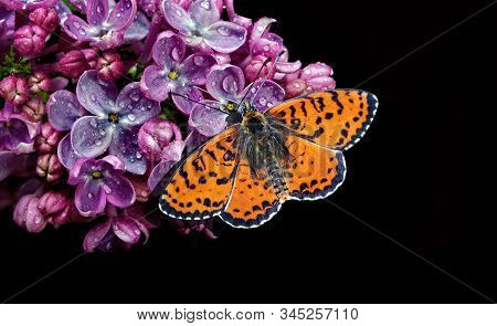 Beautiful Red Butterfly On A Flower On A Black Background. Lilac Flower In Water Drops Isolated On B