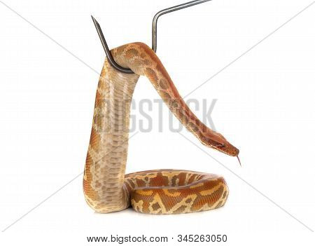Python Brongersmai In Front Of White Background
