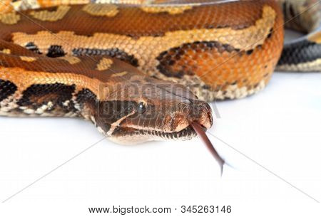 Python Brongersmai In Front Of White Background