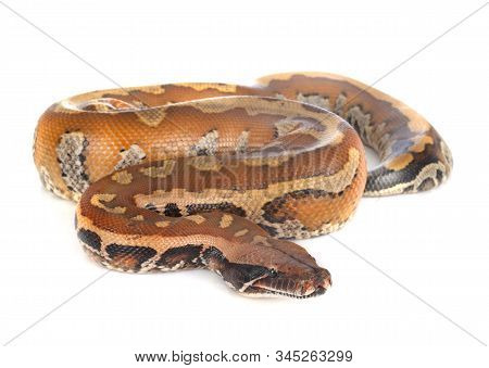 Python Brongersmai In Front Of White Background