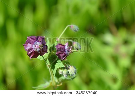 Black Widow - Latin Name - Geranium Phaeum