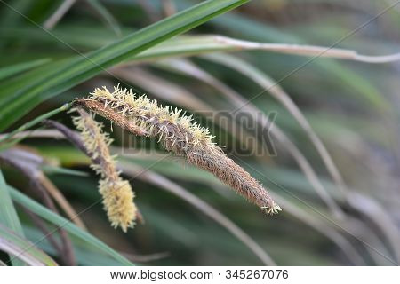 Pendulous Sedge - Latin Name - Carex Pendula