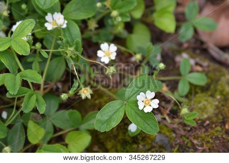 Close Up Rock Cinquefoil White Flower - Latin Name - Potentilla Rupestris