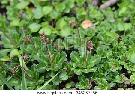 Pyrenean Saxifrage - Latin Name - Saxifraga Umbrosa