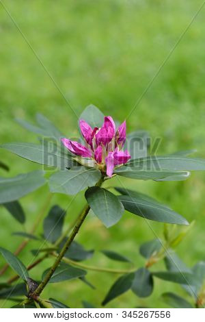 Pontic Rhododendron Flower - Latin Name - Rhododendron Ponticum