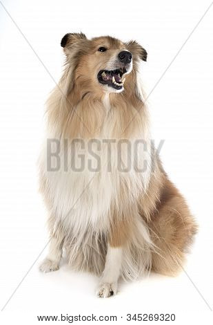 Rough Collie In Front Of White Background