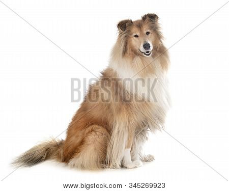 Rough Collie In Front Of White Background