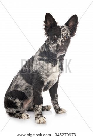 Puppy Mudi In Front Of White Background