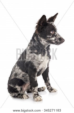 Puppy Mudi In Front Of White Background