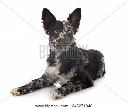 Puppy Mudi In Front Of White Background