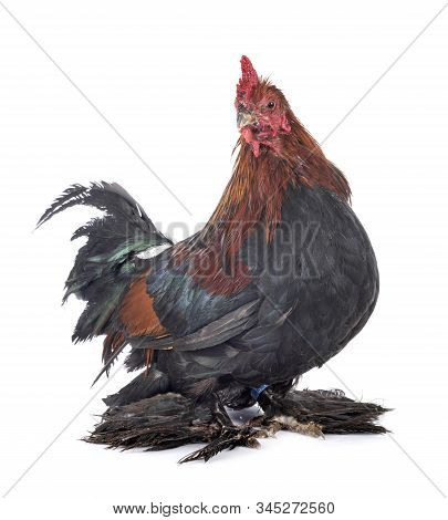 Booted Bantam In Front Of White Background
