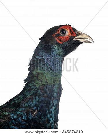 Tenebrosus Pheasant In Front Of White Background