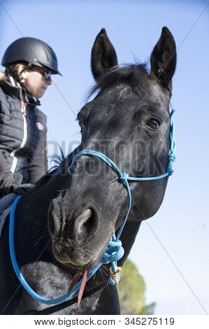 Riding Girl Are Training Her Black Horse