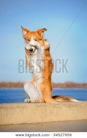 Rote Border Collie Hund im Stich