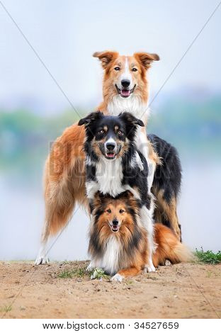 Zusammensetzung der drei Hunde Border Collie und sheltie