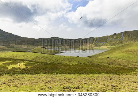 Beautiful Bird Floats Above The Emerald Green Basin Of The Corvo Caldera On The Island Of Corvo In T