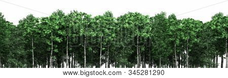 Green Trees Isolated On White Background Forest And Foliage In Summer 3d Render