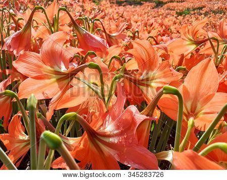 The Field Of Amarilly Flowes Look So Beautiful