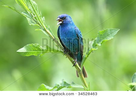 Trznadel Indigo (passerina Cyanea)