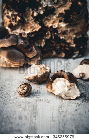 Homemade Fungiculture Kit For Shiitake Mushrooms, Harvest From The Mycelial Block, Gourmet Fungi