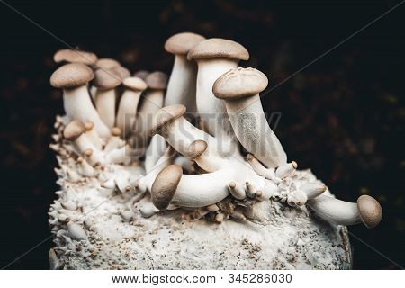 Growing Up Lots Of King Oyster Mushrooms On Mycelium, Home Fungiculture And Farming