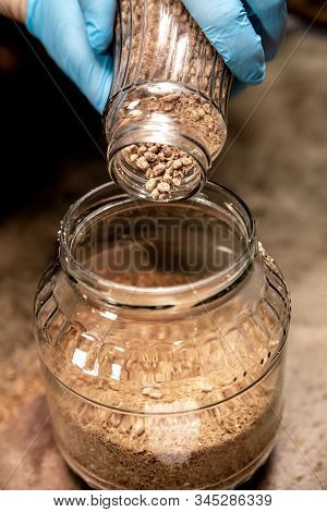 Preparation Of Mycelial Pellets With Organic Substrate, Work On A Mushroom Farm, Fungiculture And Cu