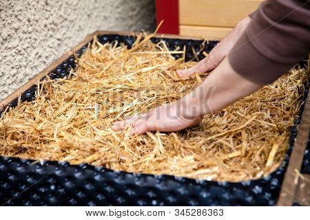 Preparation And Work Stages For Fungiculture At A Mushroom Farm, Straw Into A Raised Bed For Growing