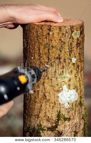 Preparation Of An Beech Tree Stub For Fungiculture And Cultivation, Mushroom Farm Work Stages