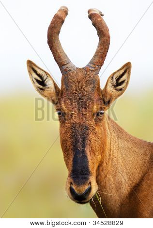 แนวตั้งสีแดง hartebeest - Alcelaphus caama - อุทยานแห่งชาติอาดโด - แอฟริกาใต้